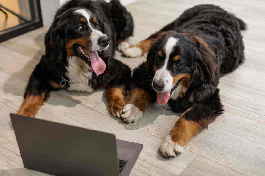  two Bernese Mountain Dogs lying down looking at laptop